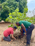 Plant a Tree