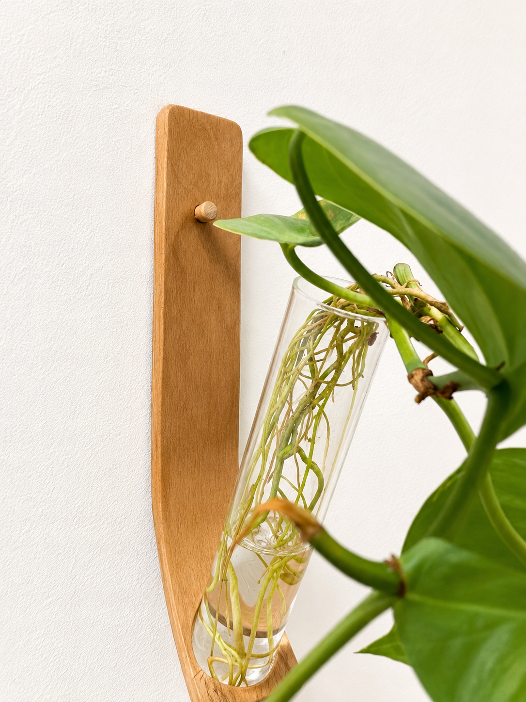Bent Wood Propagation Station