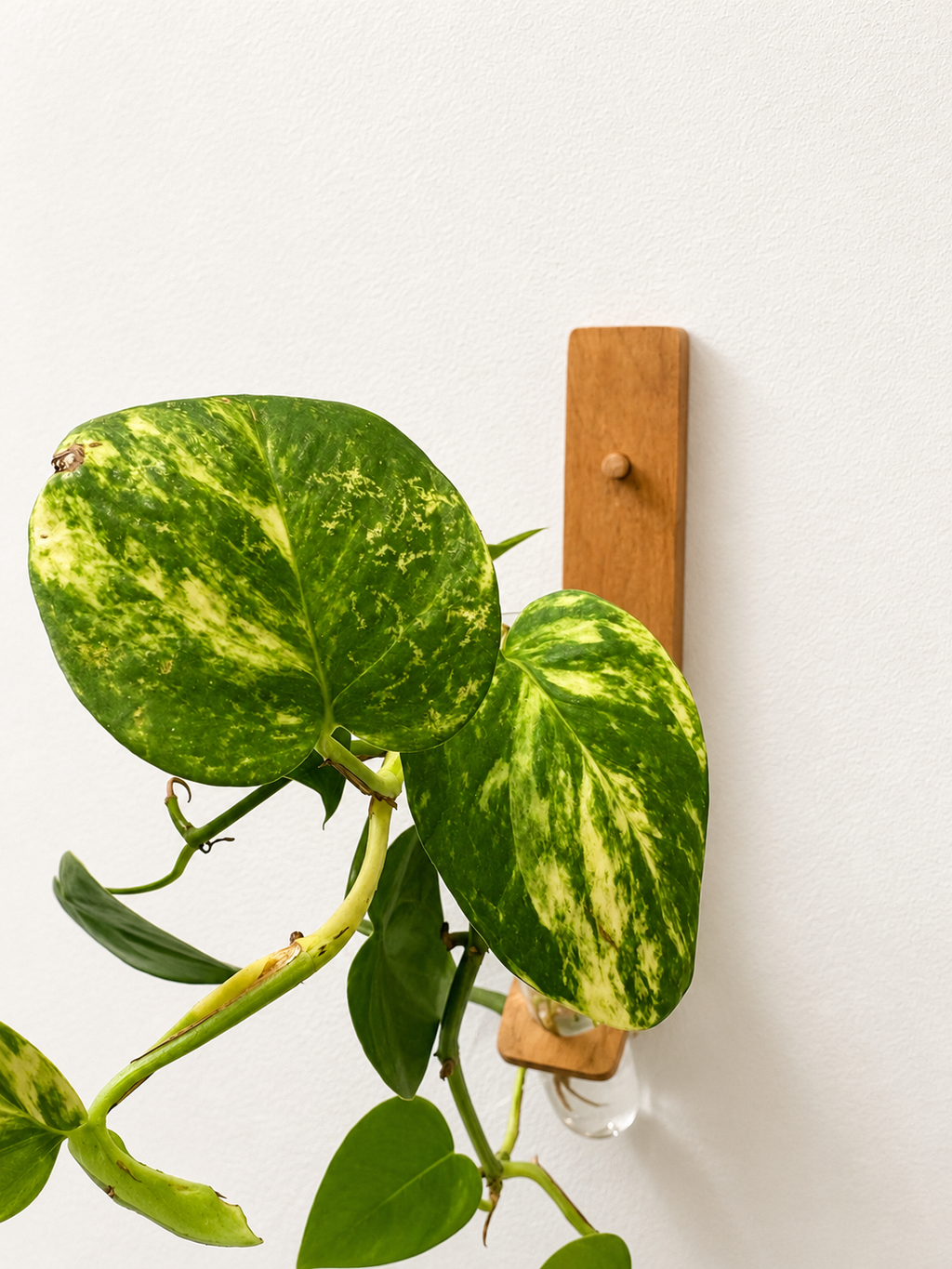 Bent Wood Propagation Station
