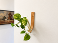 Bent Wood Propagation Station